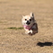 非行犬