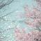 桜光舞う