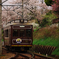 桜咲く嵐電