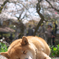 春眠暁を覚えず