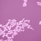 SAKURA PINK
