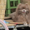 看板犬