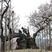 神代桜