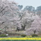 神代桜　遠景