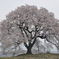 王仁塚（わにつか）桜