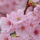 桜花