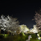 蛍を待つ桜川