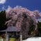 桜と芝桜