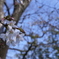 開花
