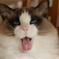 猫のあくび