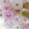 八重桜