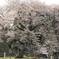 ３００年の風格