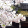 雨桜