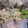 春の小川　-忍野-