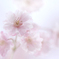 　　　華花　6