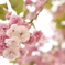 八重桜