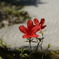 石の庭の花