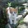 野良猫04