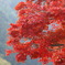紅