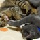 猫パンチ