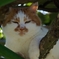ちびを睨みつける元祖メタボ猫「マロ」