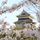 桜の烏城