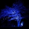夜桜撮るの難しすぎるがーーーーーーーーーー