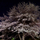 夜桜