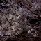 夜桜