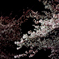 夜桜