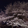 夜桜
