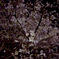 夜桜