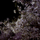 夜桜