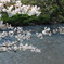 水辺の桜
