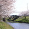 桜のある風景