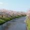 桜並木