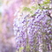 藤の花