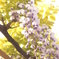 藤の花