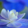 　　　花摘み　3