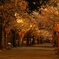 岡山県新庄村がいせん桜
