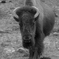 Bison 