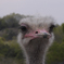 Struthio camelus