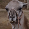 Lama