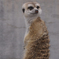 Suricata