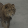ＫＩＮＧ