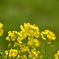 菜の花
