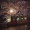 祇園の夜桜