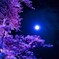 三春の夜桜