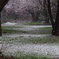 桜に雪が舞う