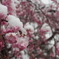 雪桜